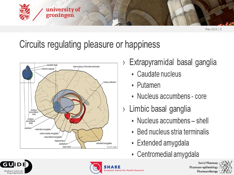 Circuits regulating pleasure or happiness Extrapyramidal basal ganglia Caudate nucleus Putamen Nucleus accumbens -